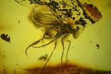 Detailed Fossil Fly (Diptera) In Baltic Amber - Excellent Eyes! #142257-1